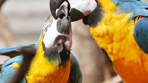 two parrots playing together