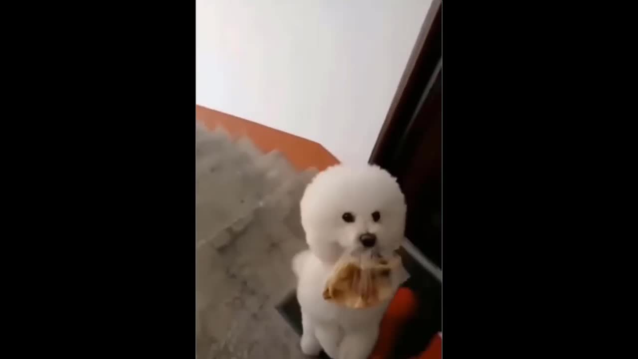 Funny Cute Dog and talented