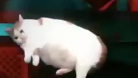 Gatinho Voador?