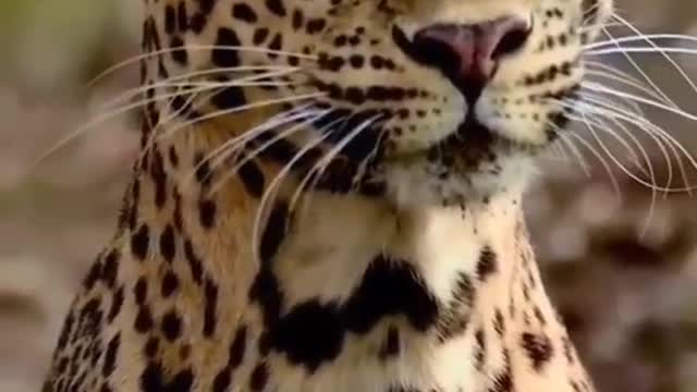 Toupai the cheetah