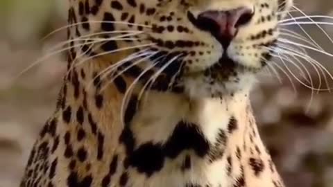 Toupai the cheetah