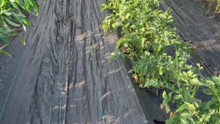 No More Ground Cover Staples in the garden