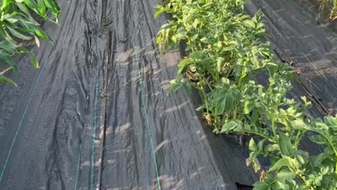 No More Ground Cover Staples in the garden