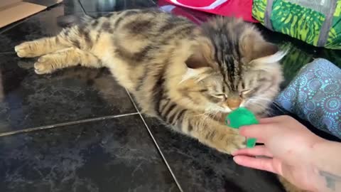 Loki vs Cardboard box - Siberian Cat play time!