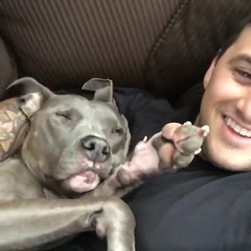 Pitbull snuggles