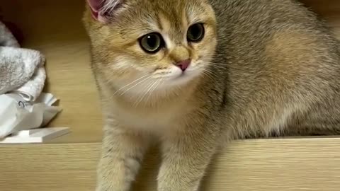 OMG So Cute Cat Video ❤ #cat #shorts
