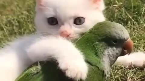 Cute Cat and Parrot Comedy Video