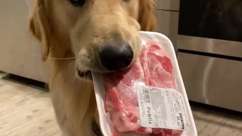 Dog funny videos trending