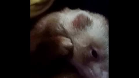 After dinner and before bed grooming!!