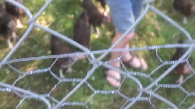 Feeding chickens watermelon rim. Ep22