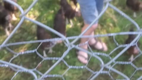 Feeding chickens watermelon rim. Ep22