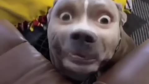 Funny animals video 🤣🤣