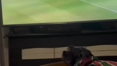 Dog Is A True Fan