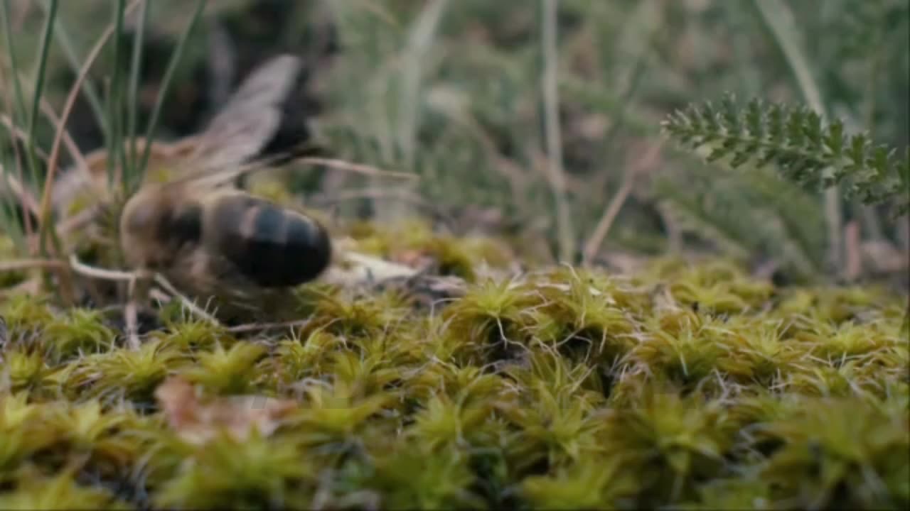 Male Bee Dies After Ejaculating While In Flight Mating With A Queen Bee