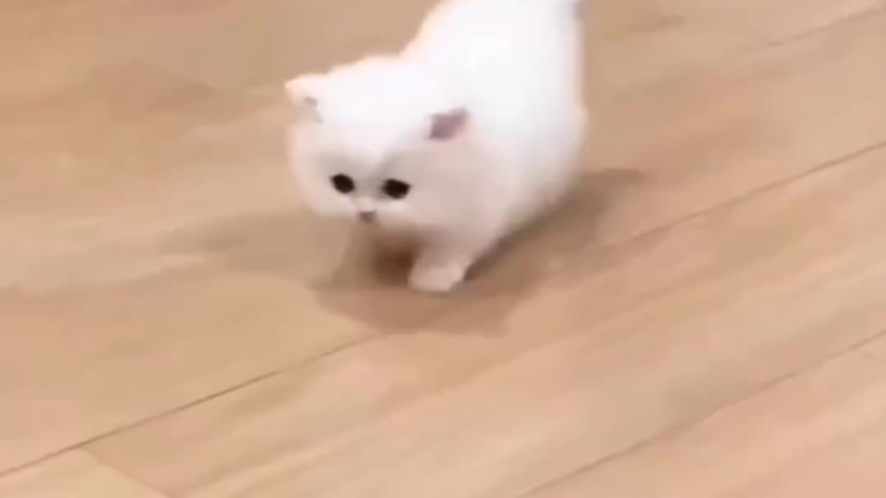 Cat 😺