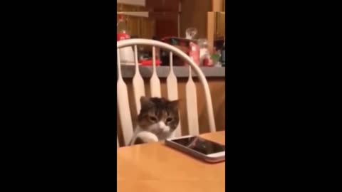 Funny cats 🤣 moment 😂