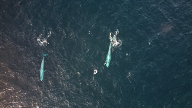 2 Blue Whales cruising past the Point in Bremer Bay WA