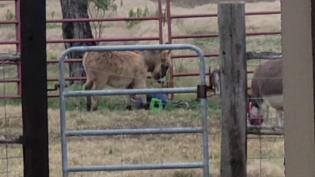 Baby donkey playing with toy