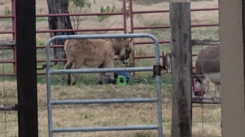 Baby donkey playing with toy