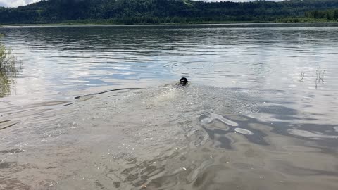 Sassy learning to Swim the Columbia