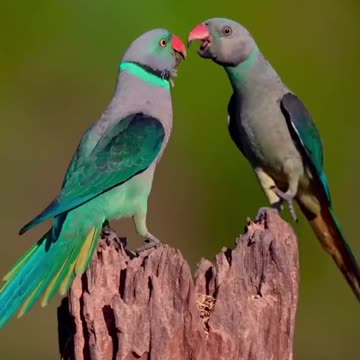 Pet Cats Beautiful Bird And Animal 4K HD Adorable Photography By Nature.