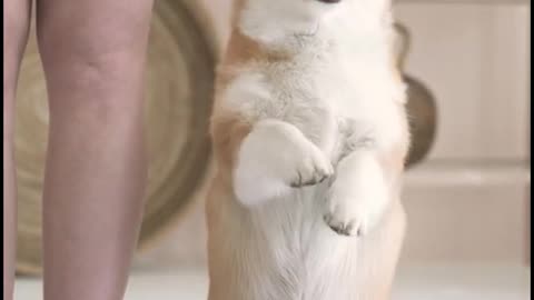 Cute Funny Dog Must Watch