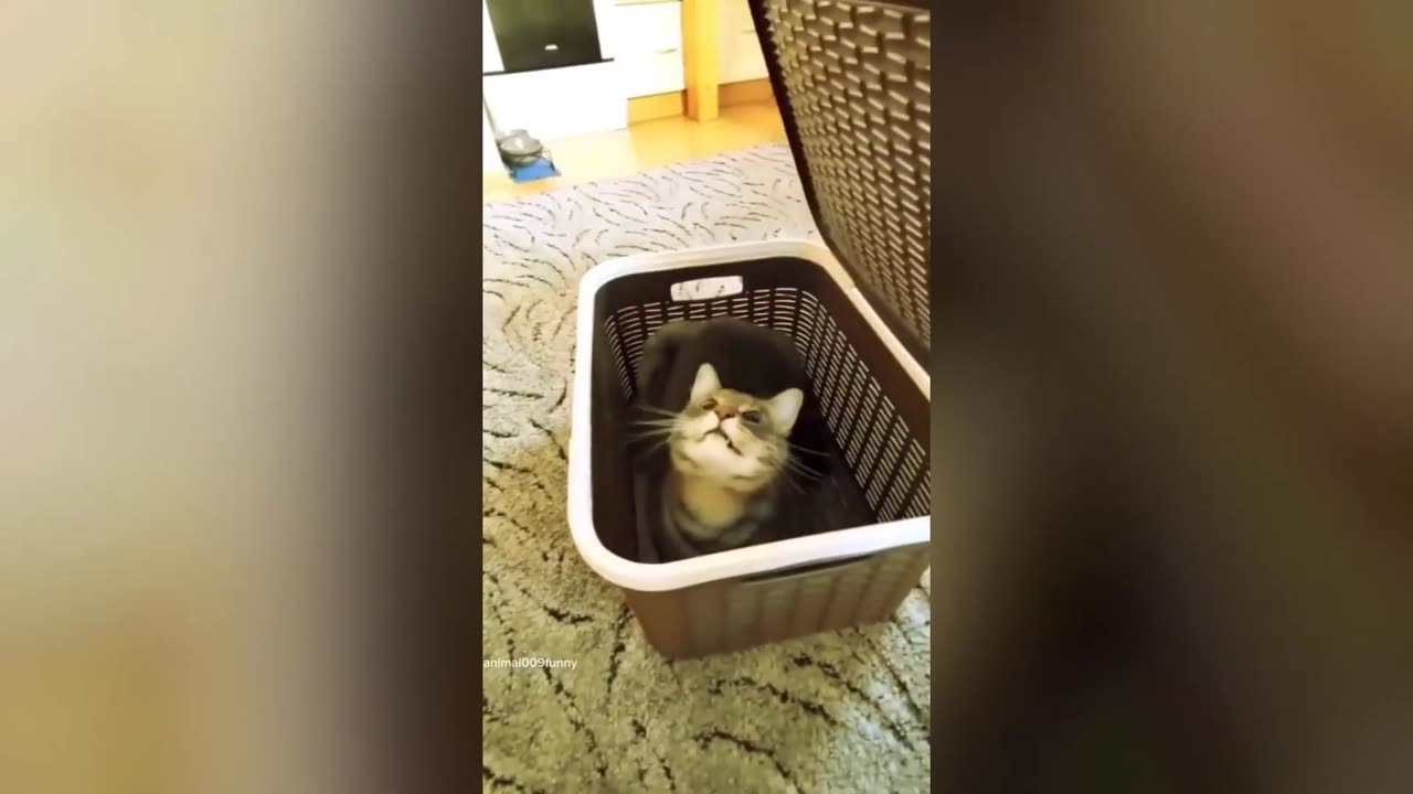 "Hilarious Cats and Dogs: The Ultimate Funny Pet Video Compilation"