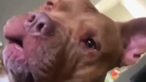 Funniest_animals _viral video of the day 😂