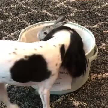 Perro realiza un "truco de magia" y hace "desaparecer" a un conejito