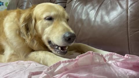 A golden retriever eating some snack