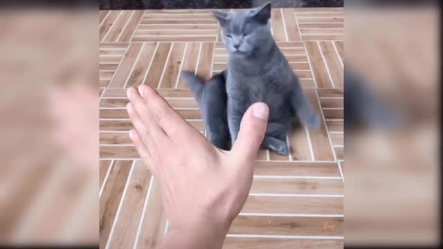 Funny cat😾🐈🐈