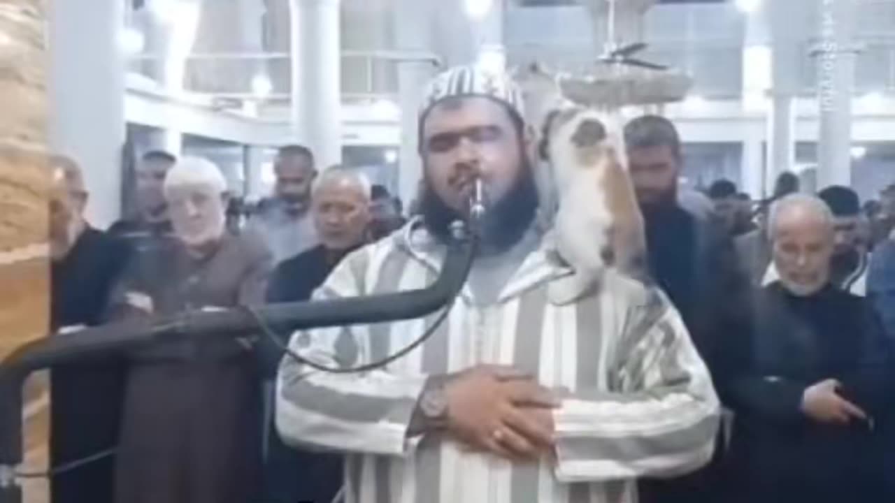 All Animals Are Muslim.