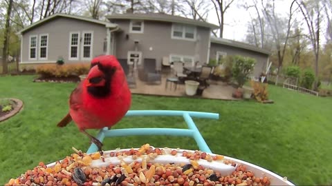 AI-Powered Birdwatching: The Ultimate Camera for Capturing Birds in Action