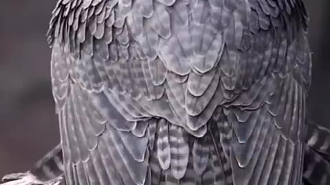 Peregrine Falcon - the fastest animal on earth