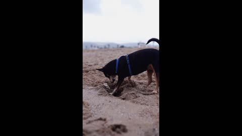 Funny dog , he's confused, i don't know what he's finding ☹️