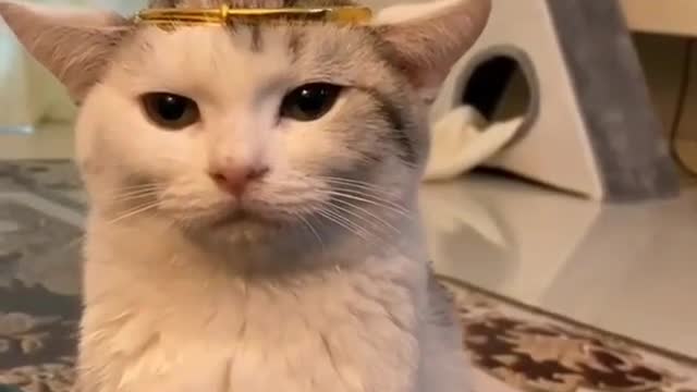 The crown on the cat head