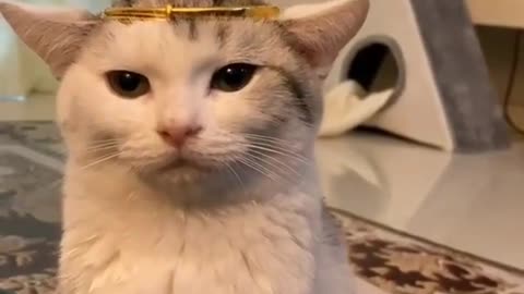 The crown on the cat head