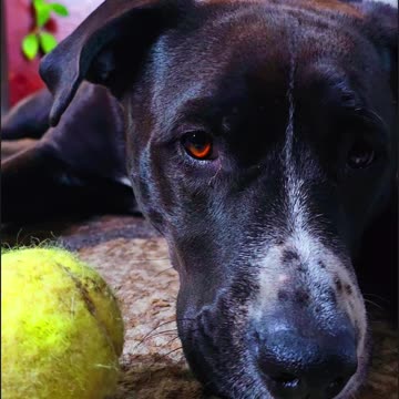 Max's Morning Routine