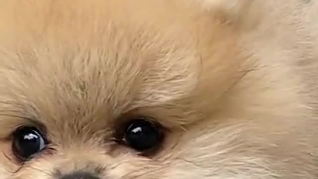 Must watch the Cutest dog in the world