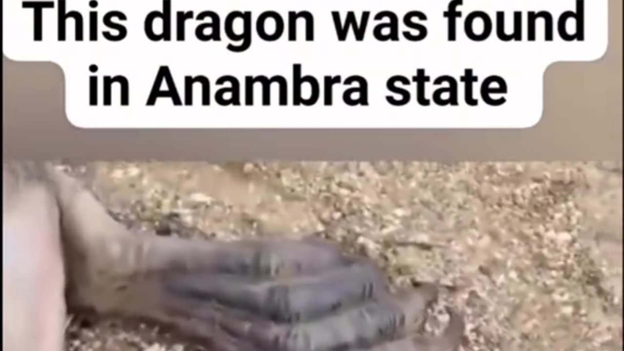 DRAGON36 THIS DRAGON WAS FOUND WAS IN ANAMBRA STATE