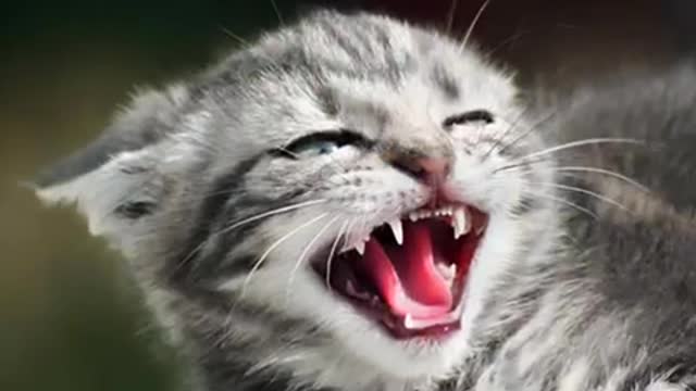 Cat 🐈 video angry cat