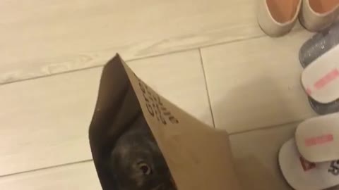 Cat in uber eats bag