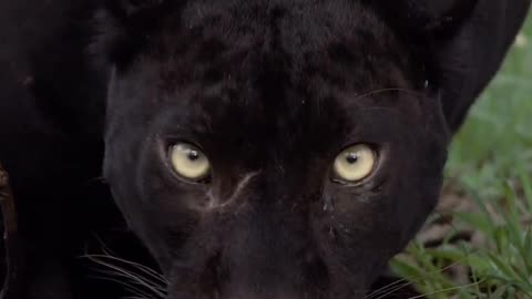 Black Leopard Drinking Water