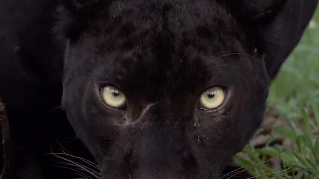 Black Leopard Drinking Water