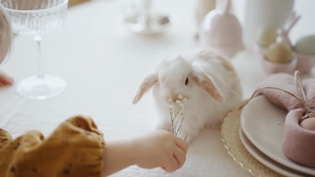 Child Feeding Small Rabbit White Flowers