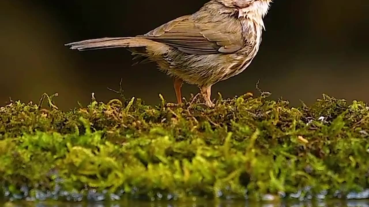 Wildlife and Funs