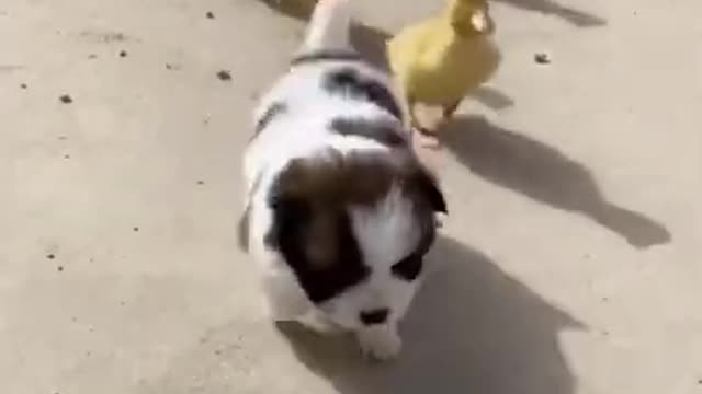 Funny Animal Videos - Awesome Funny Pet Animals | Cute Animals | Super Funny Dog Videos #short video