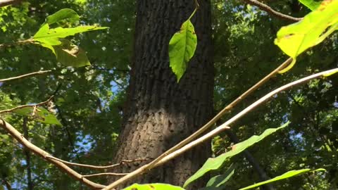 Tree failure!!