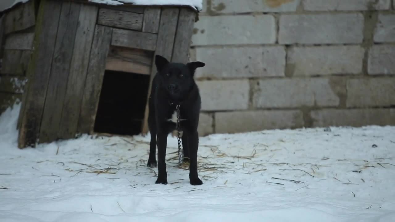 Big Black angry dog barks agains the kennel. Winter