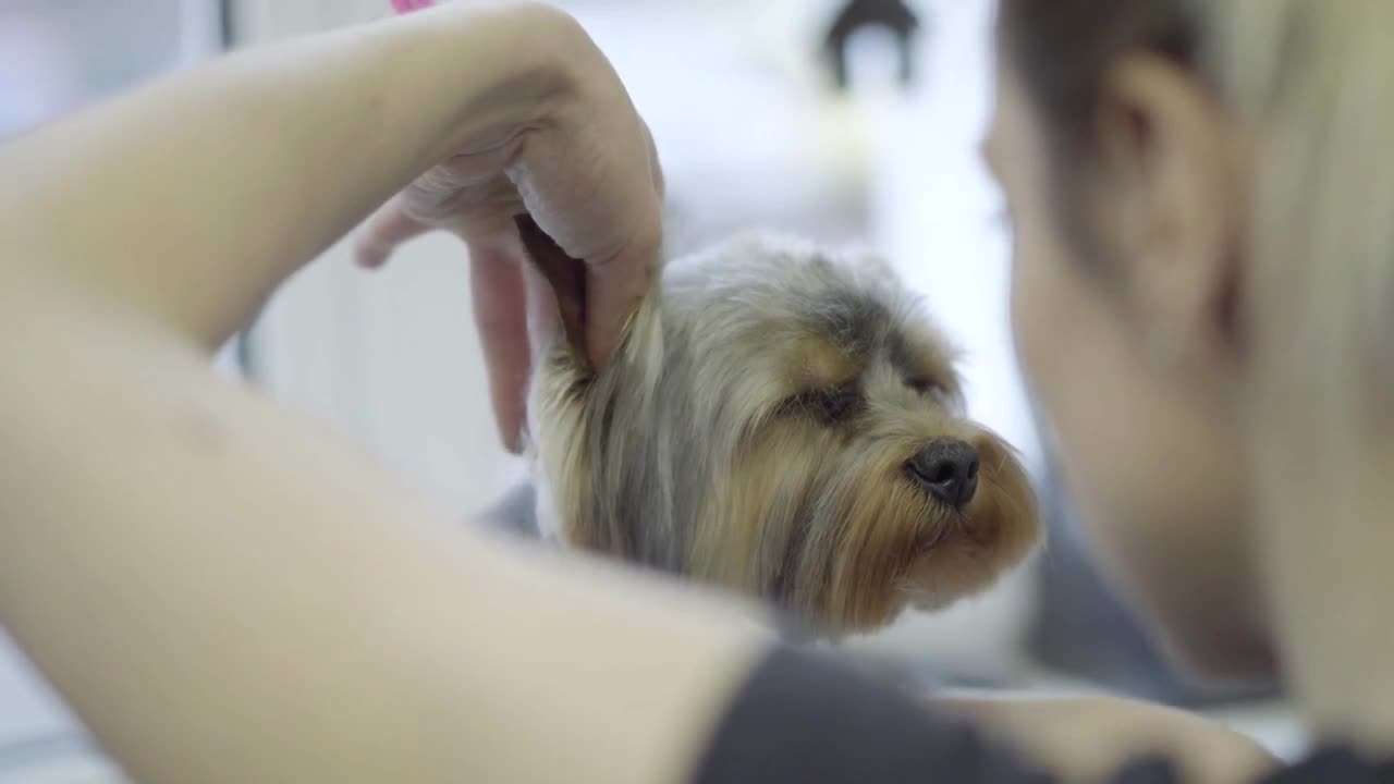 Young professional pet groomer making to fluffy little cute dog haircut